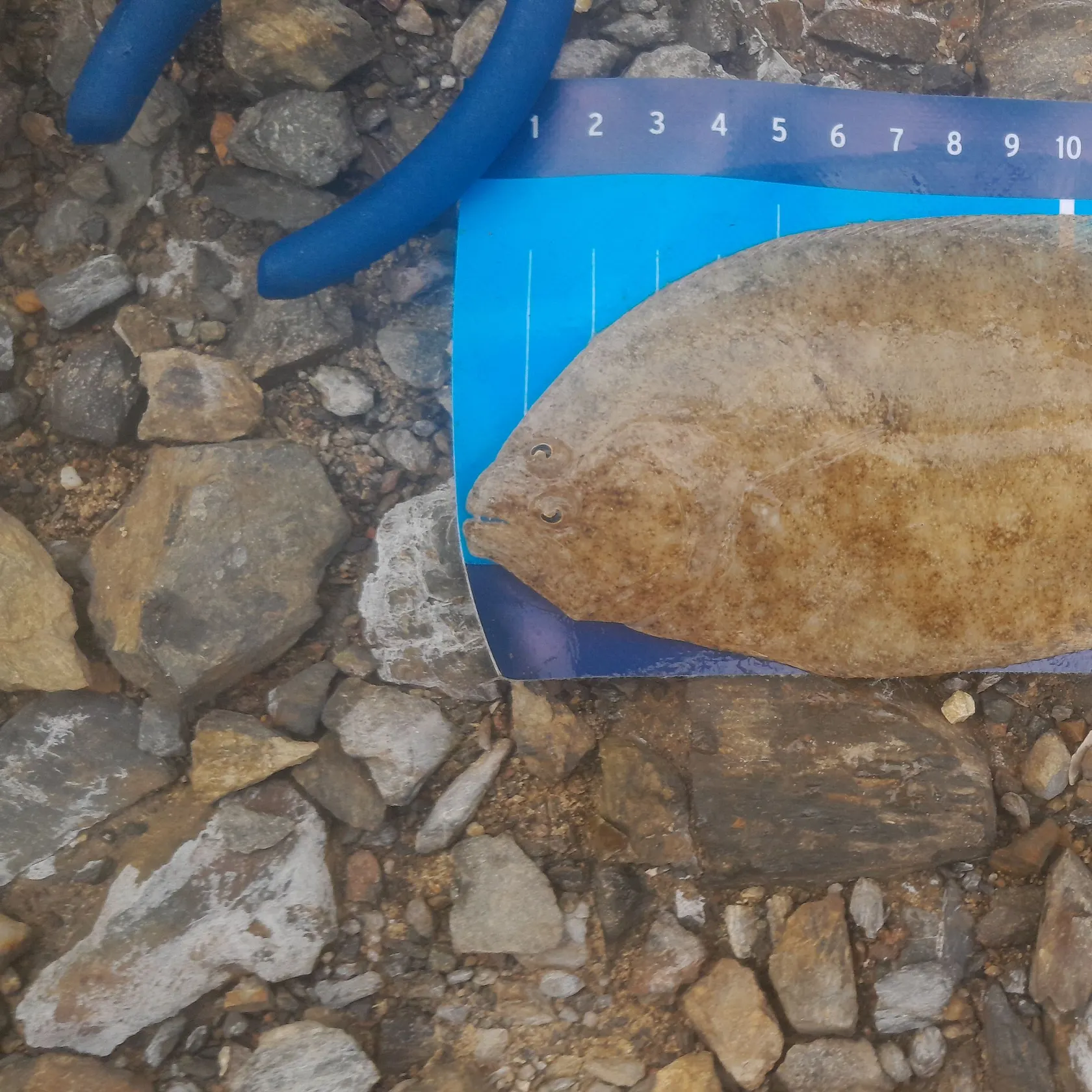 The most recent Largetooth flounder catches on Fishbrain