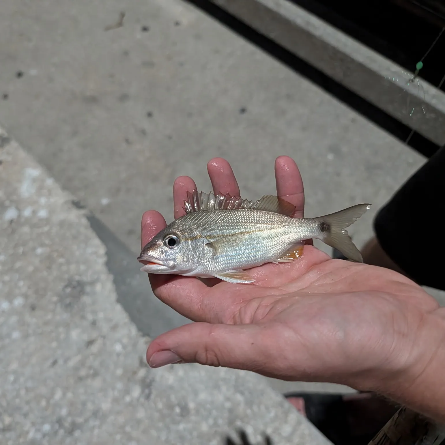 The most recent Tomtate grunt catches on Fishbrain