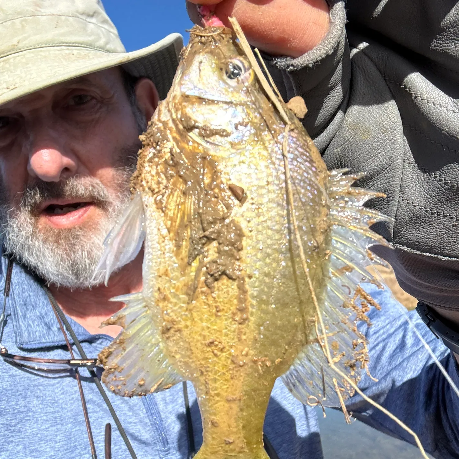 The most recent Bluegill catches on Fishbrain