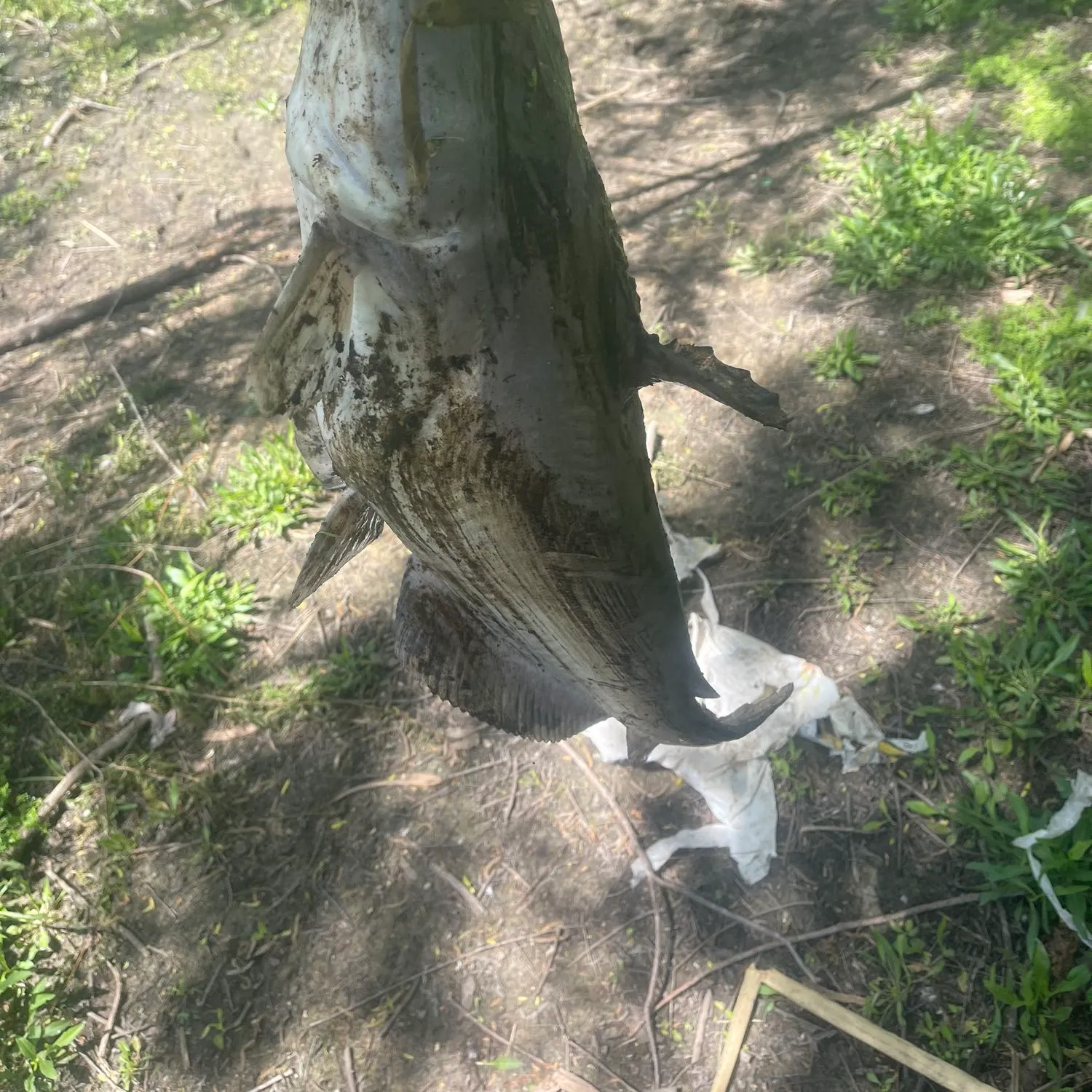 angler catch