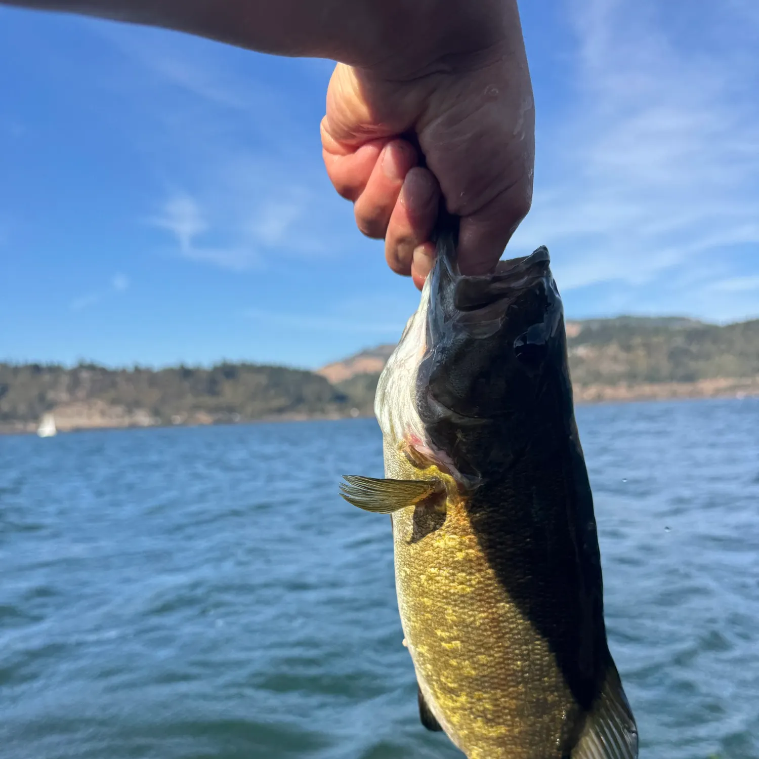 Smallmouth bass caught on Fishbrain