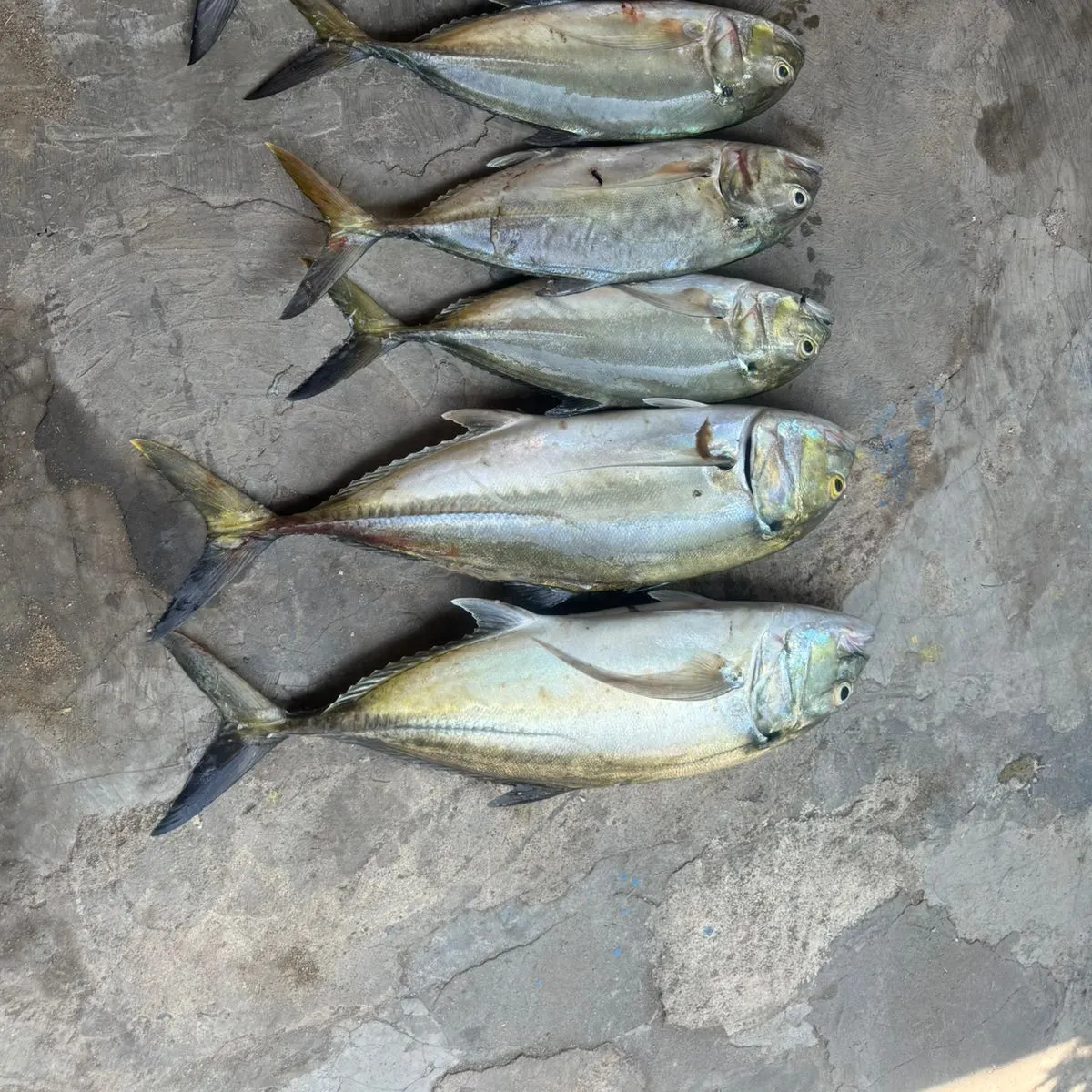 The most recent Bigeye trevally catches on Fishbrain