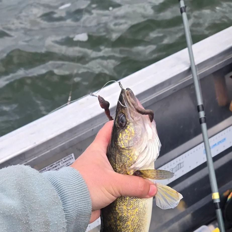 Walleye caught on Fishbrain