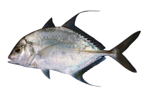 Shadow trevally