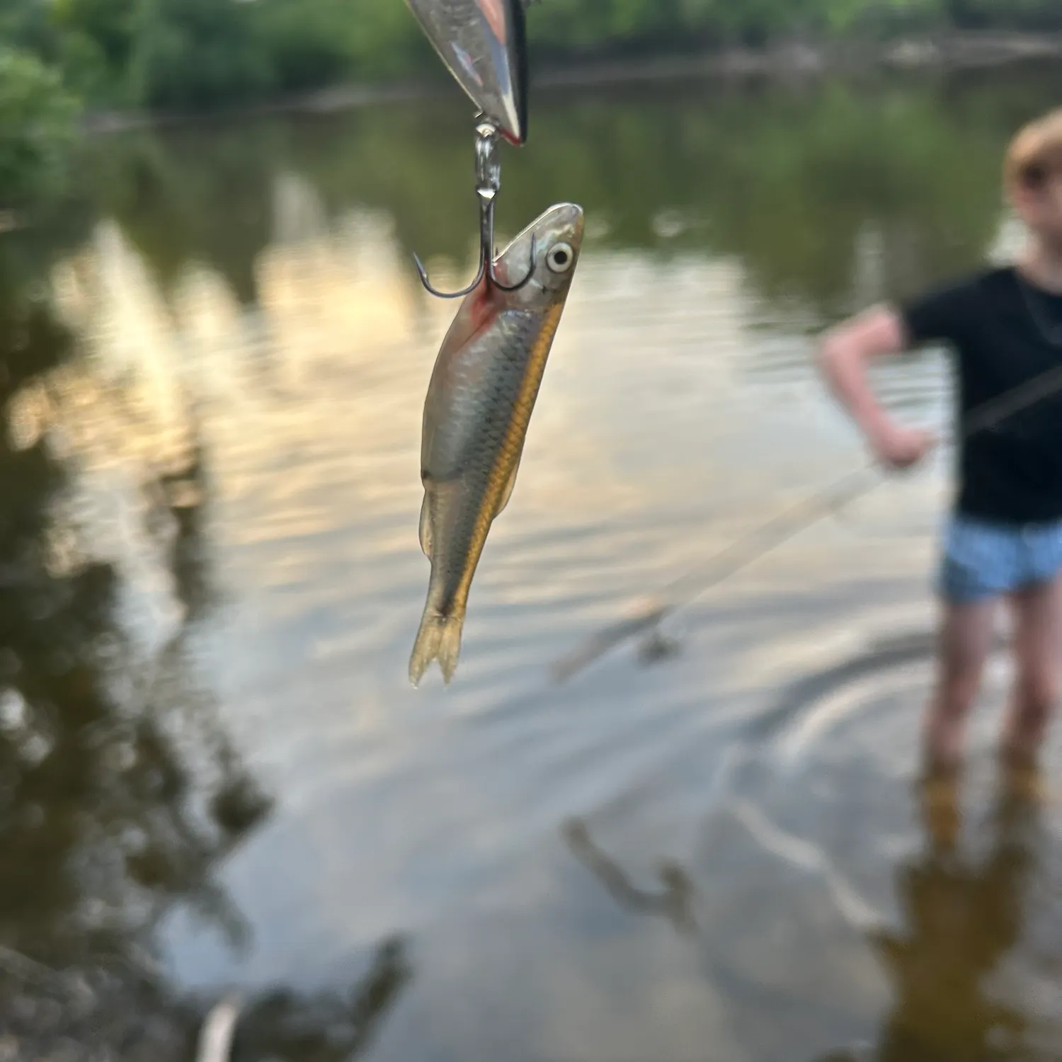The most recent Bigeye shiner catches on Fishbrain