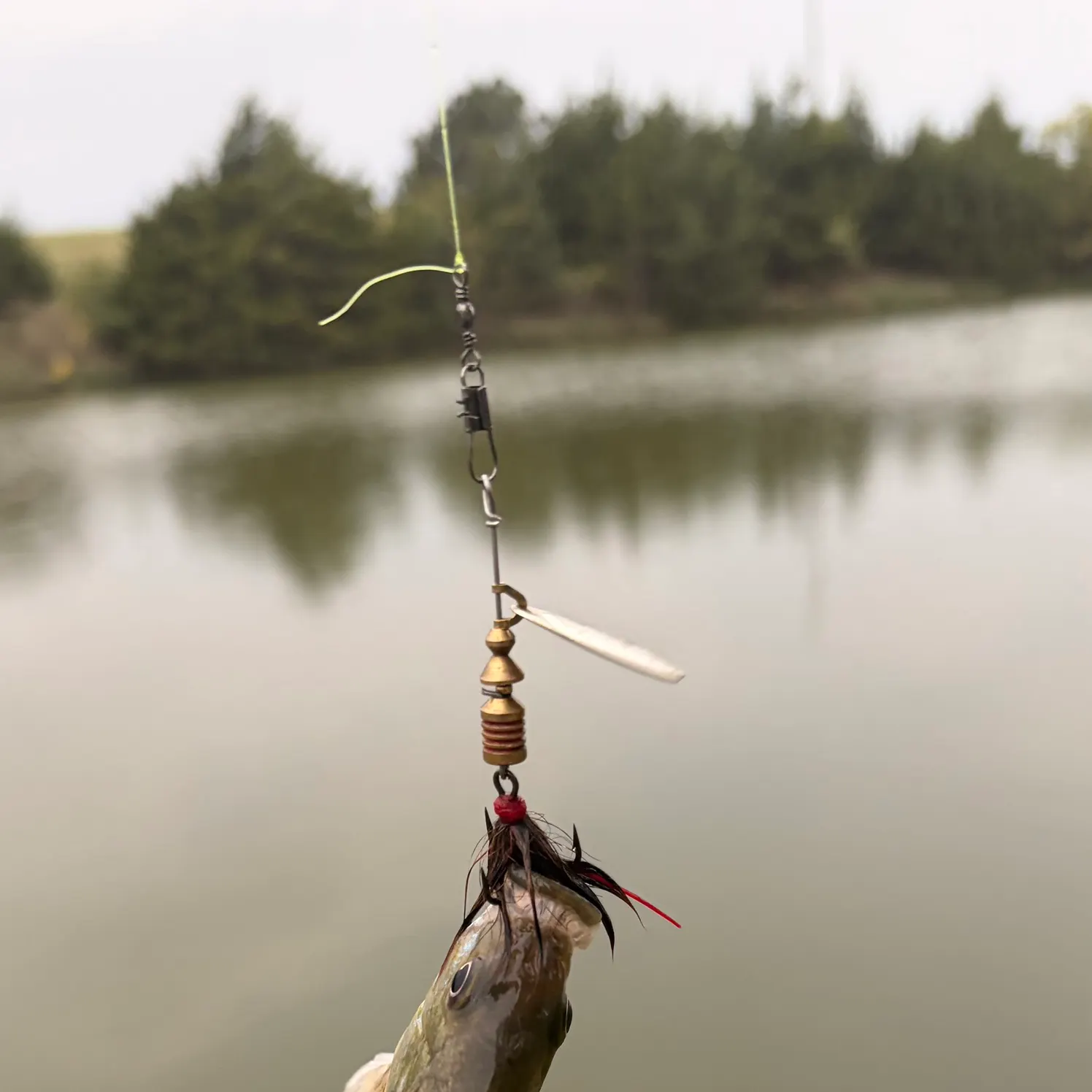 Greengill hybrid caught on Fishbrain