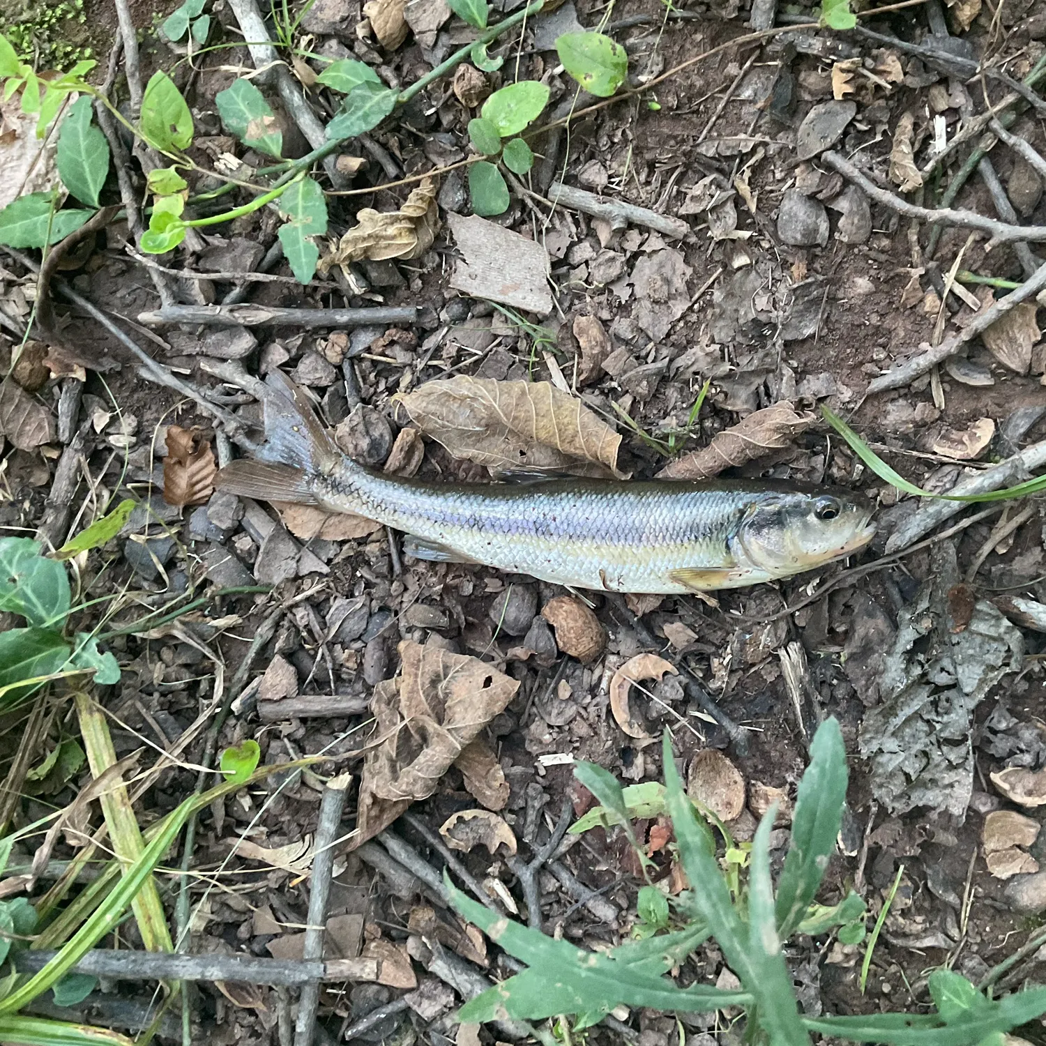 Creek chub caught on Fishbrain