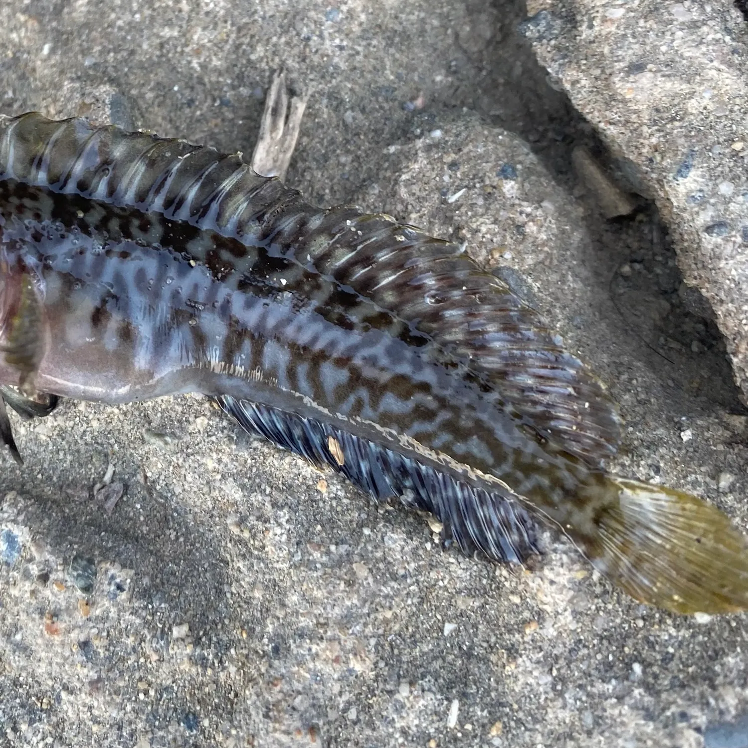 The most recent Shanny catches on Fishbrain