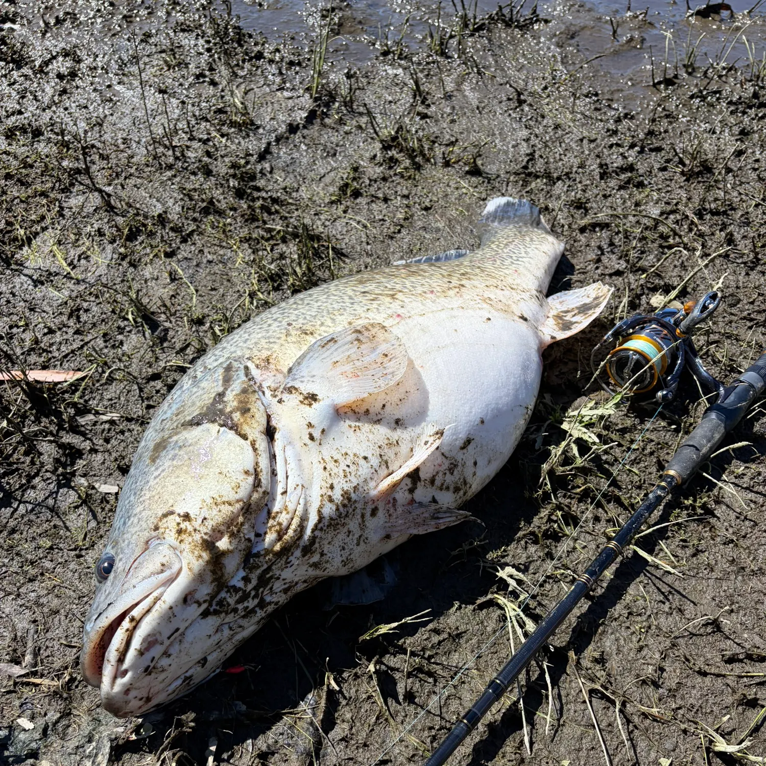 The most recent Murray cod catches on Fishbrain