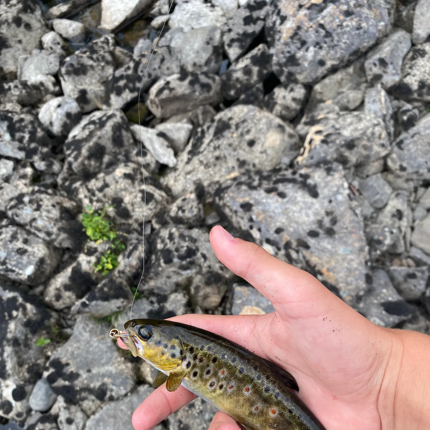Brown trout caught on Fishbrain