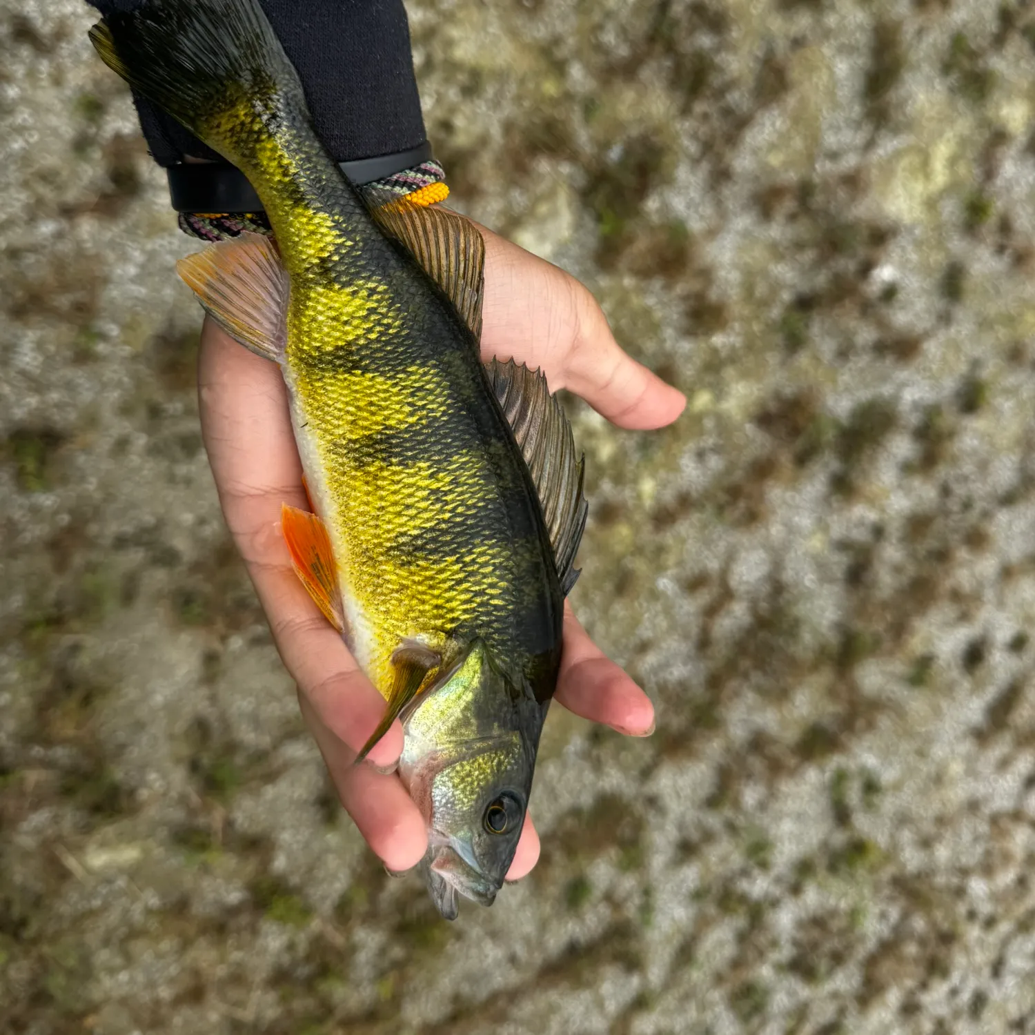 Yellow perch caught on Fishbrain