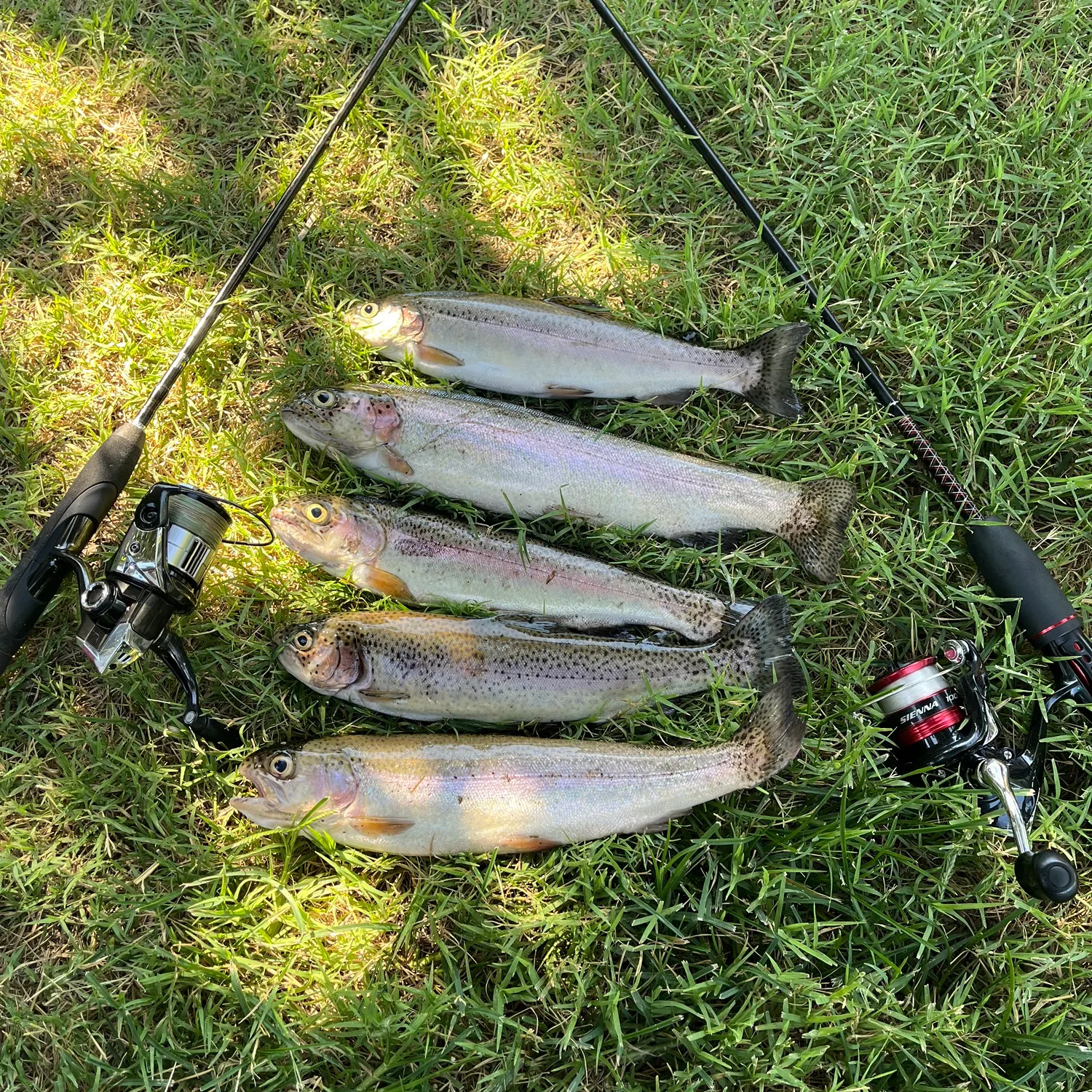 recently logged catches