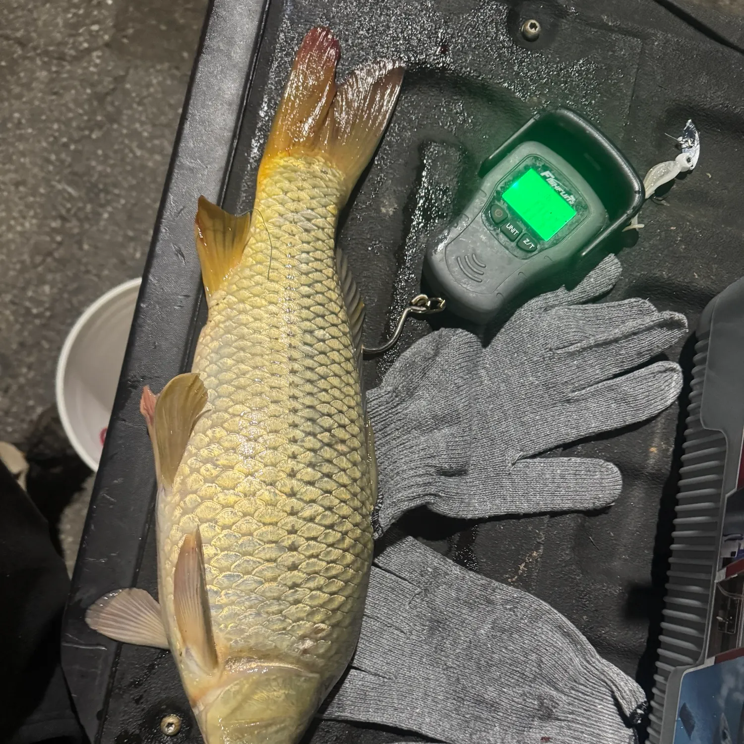 Common carp caught on Fishbrain