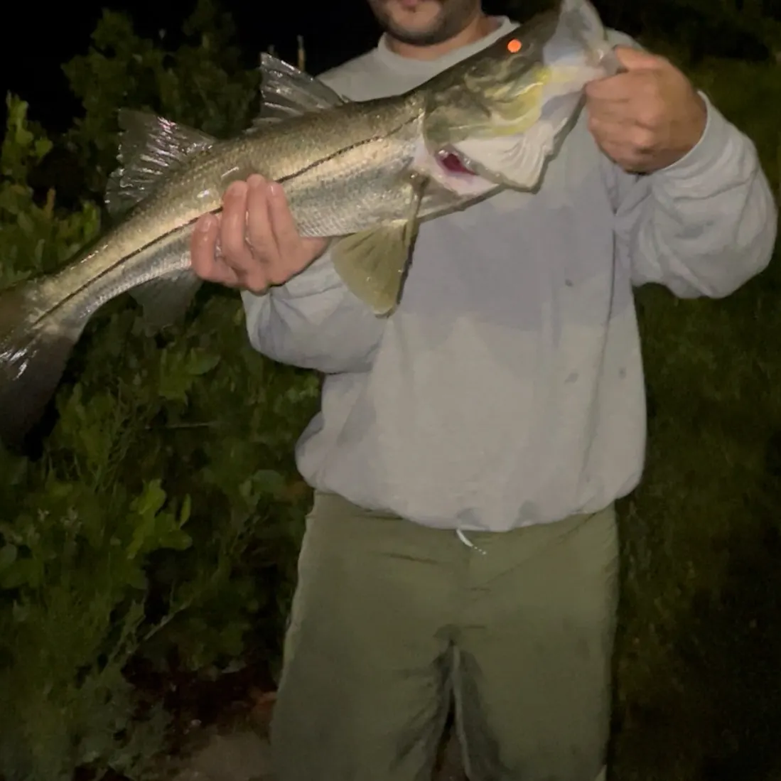 Common snook caught on Fishbrain