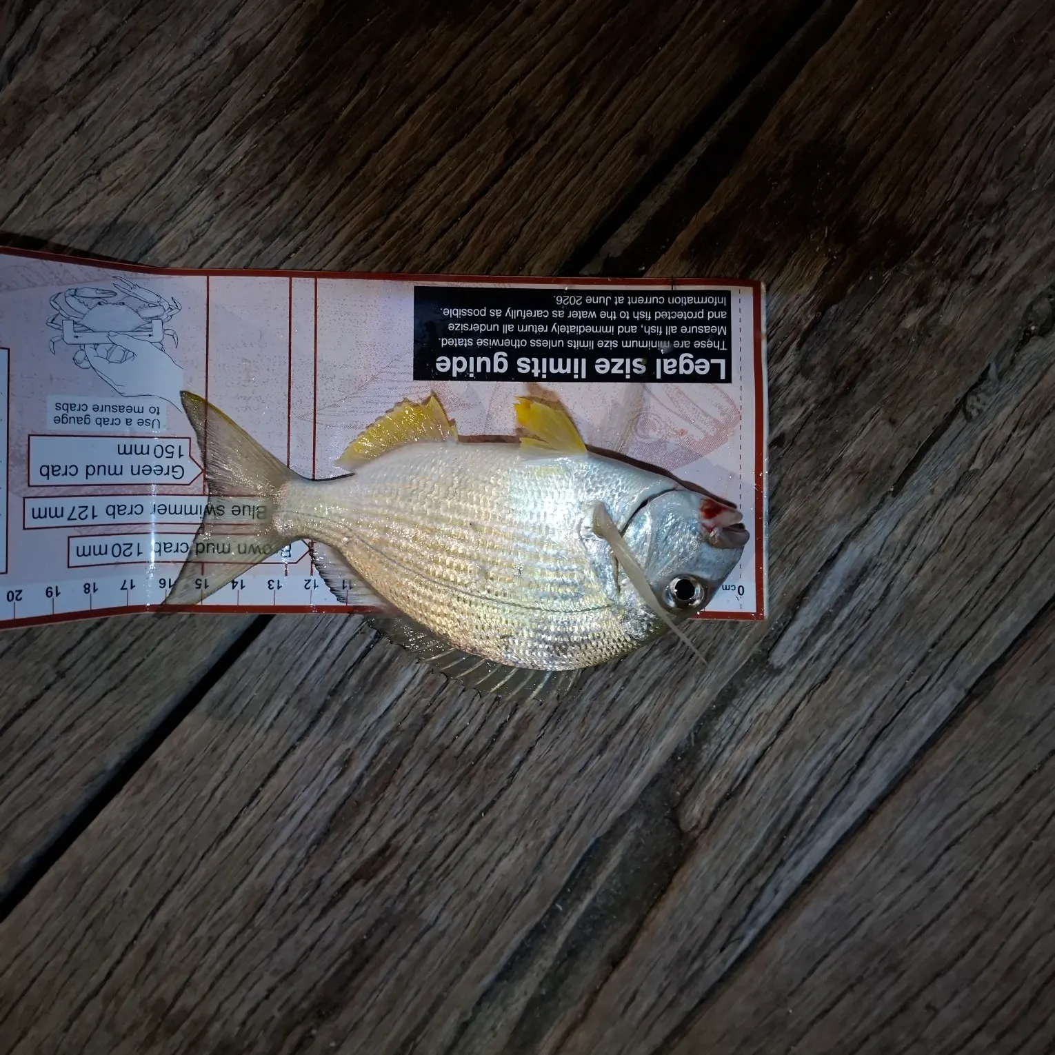 Goldlined seabream caught on Fishbrain