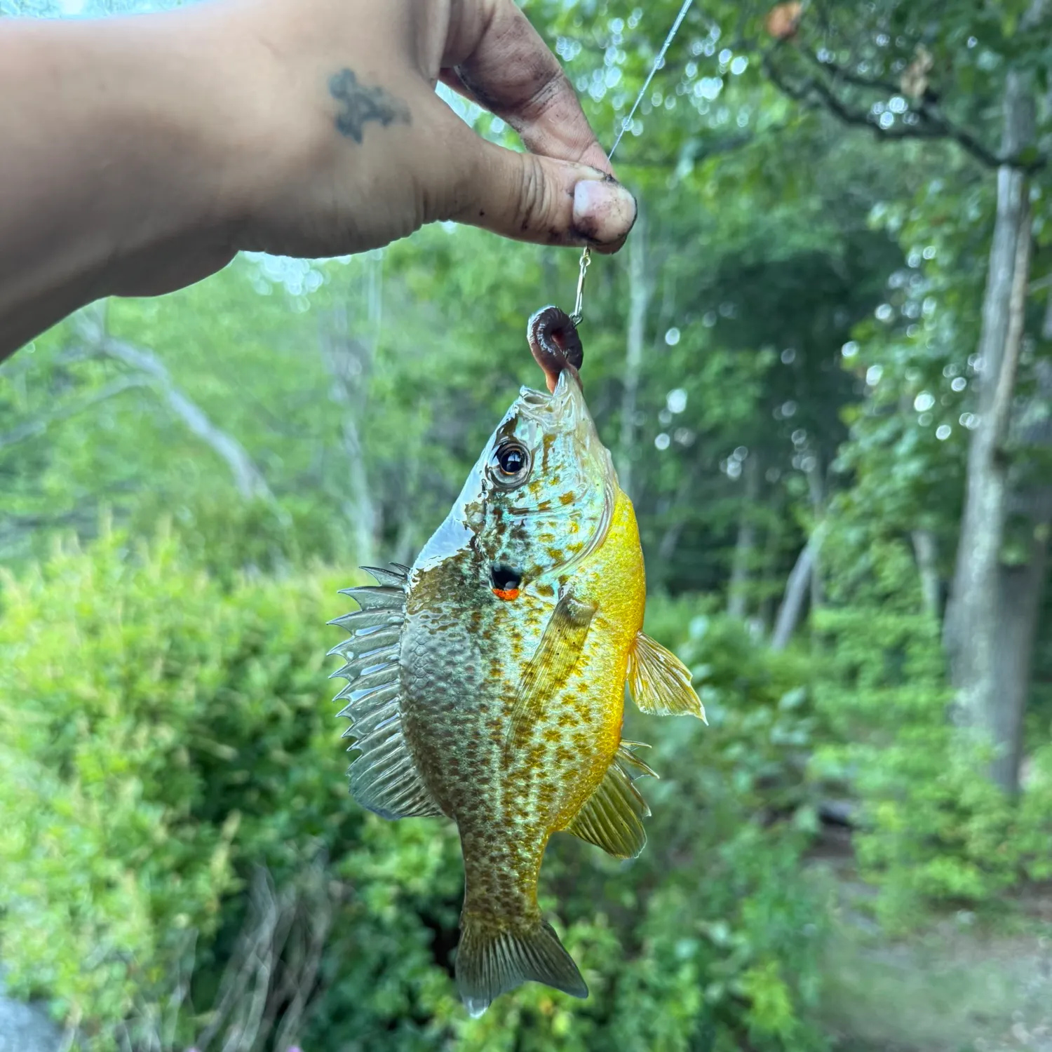 catch