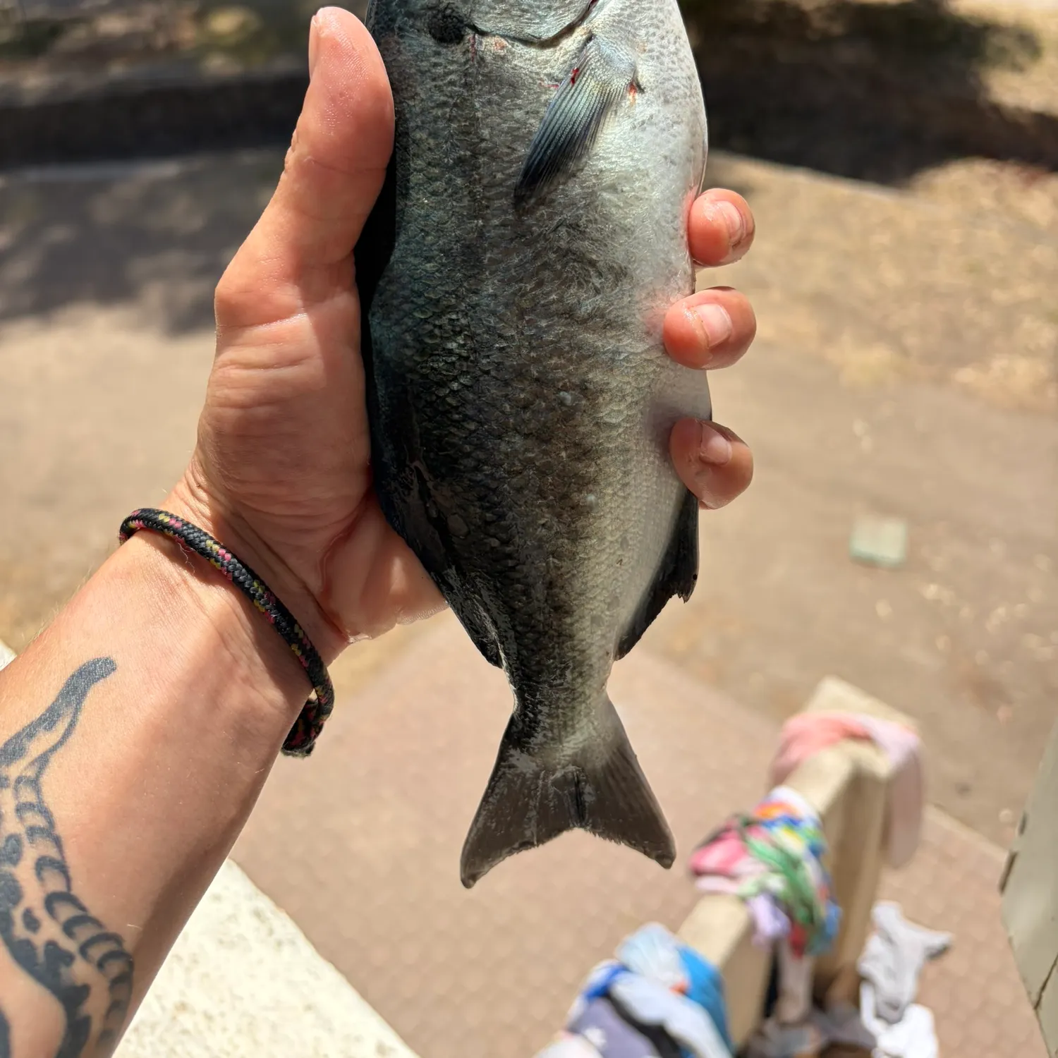 The most recent Halfmoon catches on Fishbrain