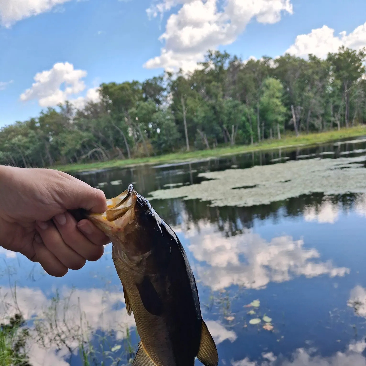 Largemouth bass caught on Fishbrain