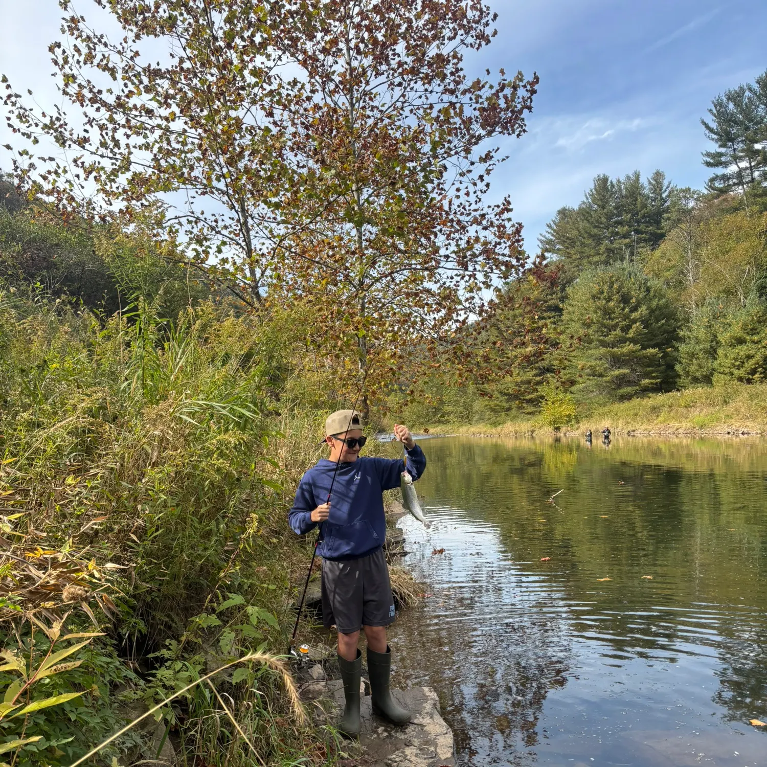 Yellow perch caught on Fishbrain