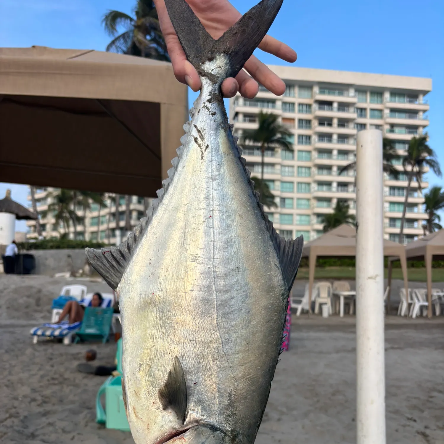 The most recent Longjaw leatherjacket catches on Fishbrain