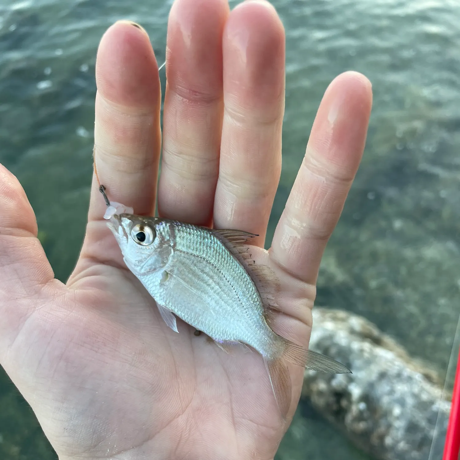 The most recent Yellowfin mojarra catches on Fishbrain