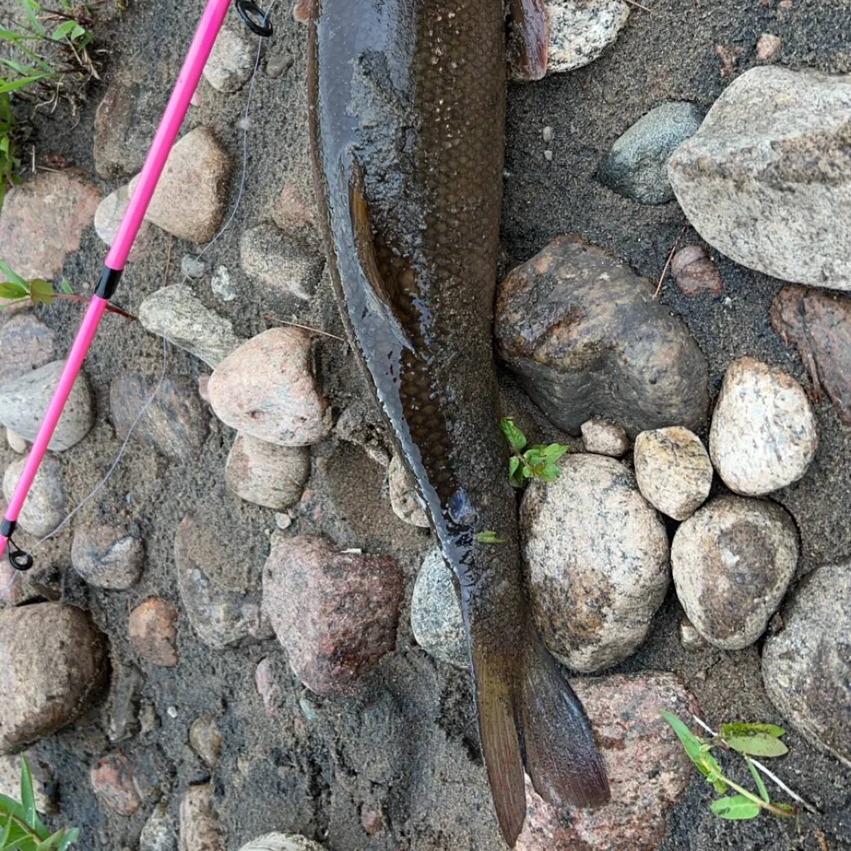 The most recent White sucker catches on Fishbrain