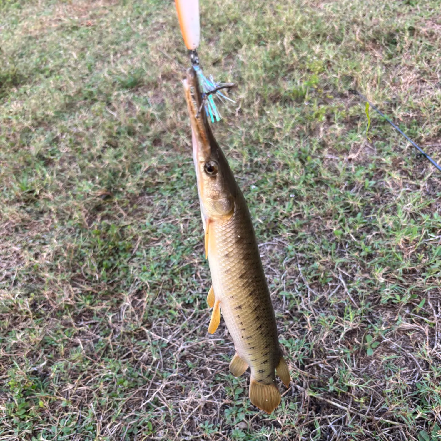 The most recent Florida gar catches on Fishbrain