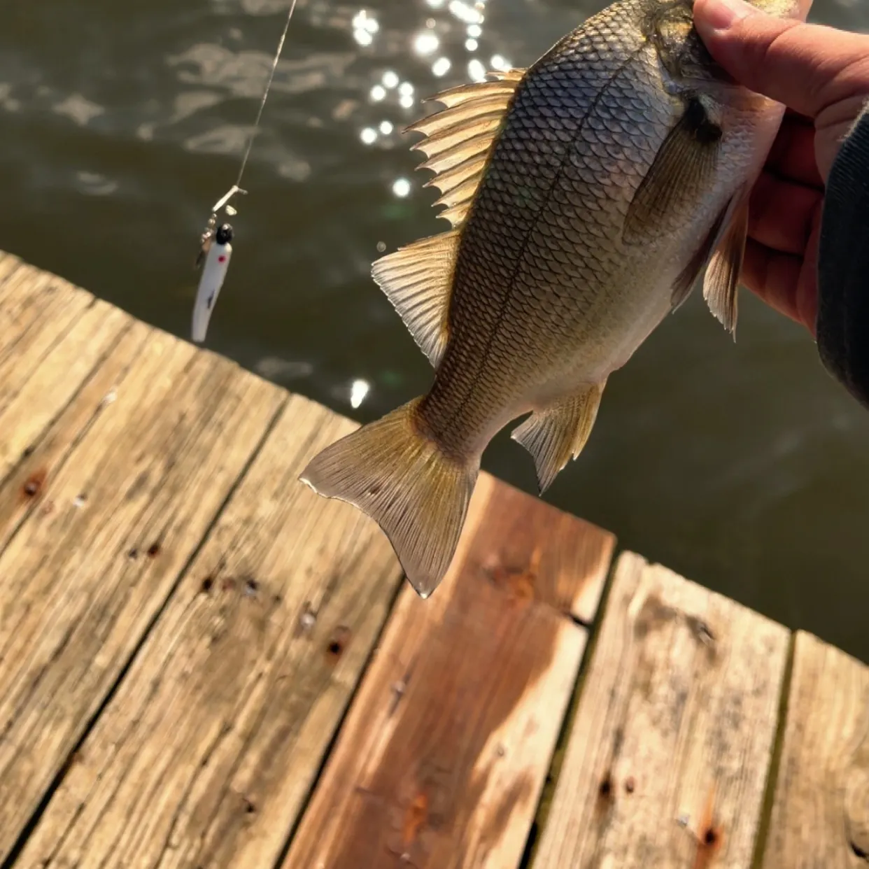 White perch caught on Fishbrain