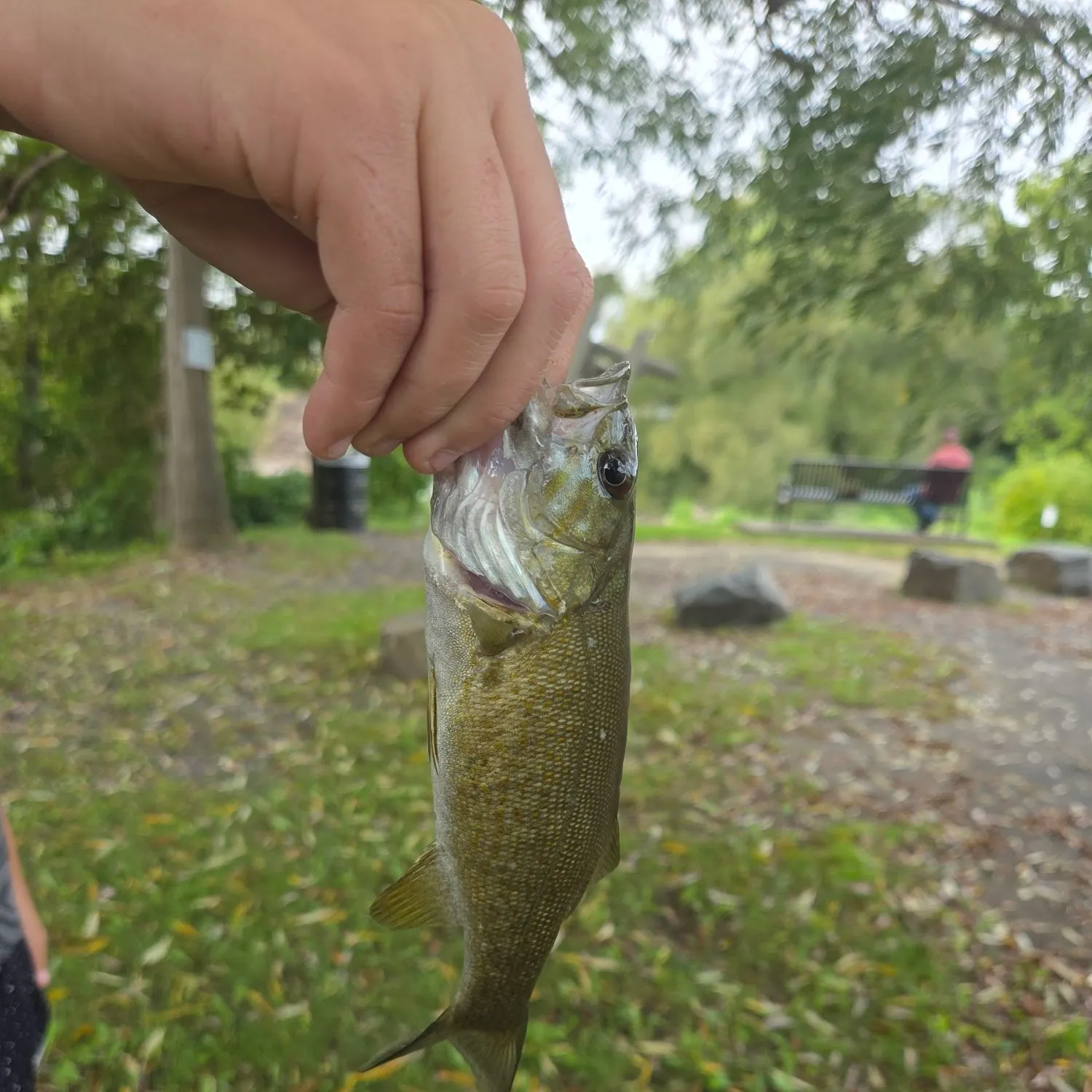 Smallmouth bass caught on Fishbrain