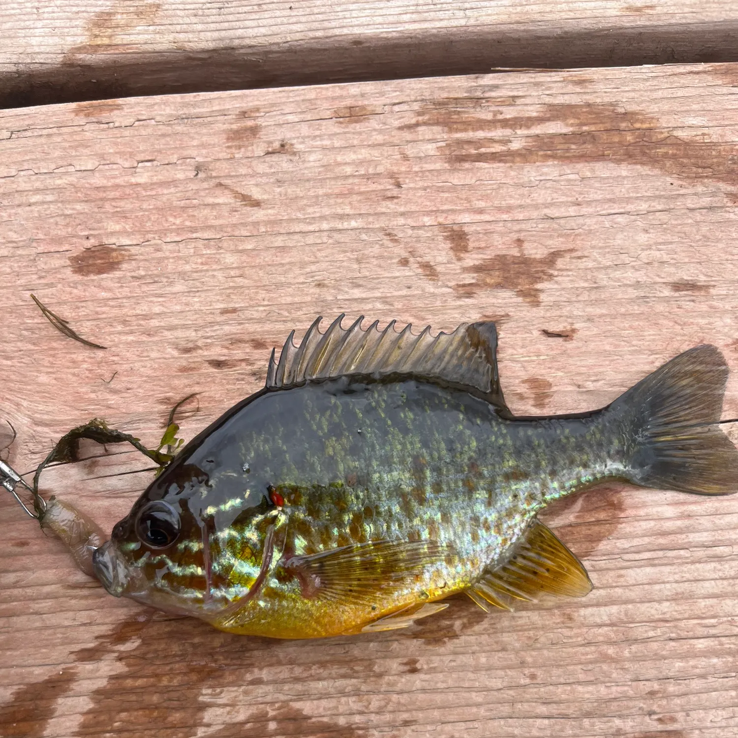 Pumpkinseed caught on Fishbrain