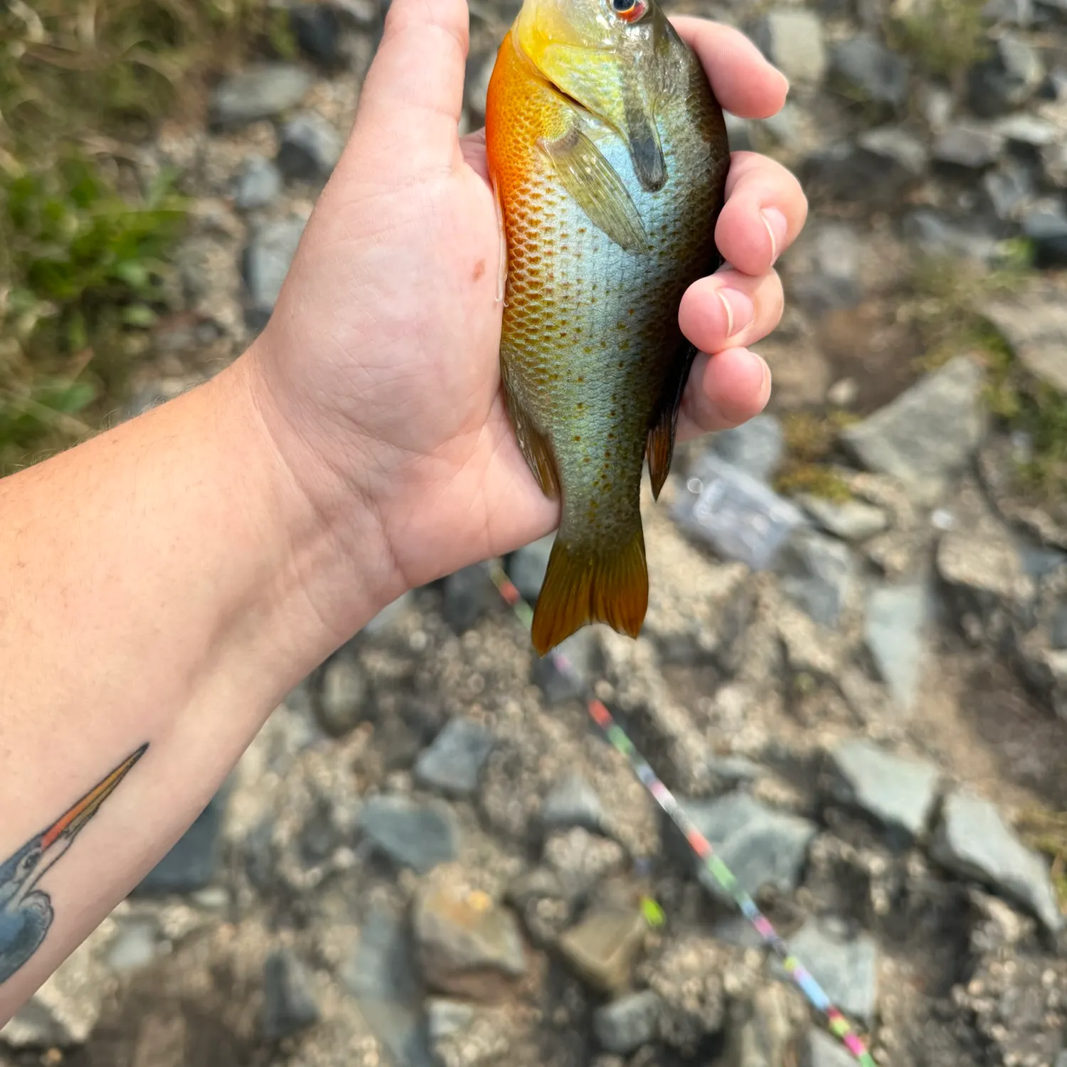 Redbreast sunfish caught on Fishbrain