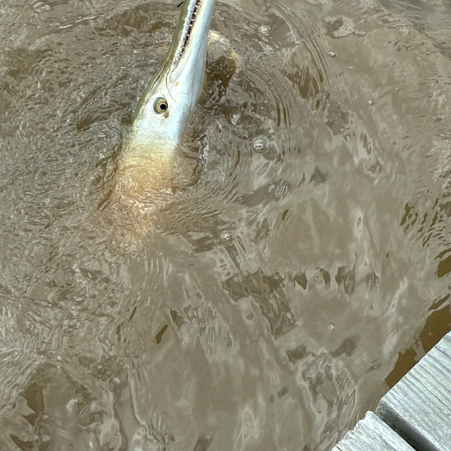 The most recent Alligator gar catches on Fishbrain