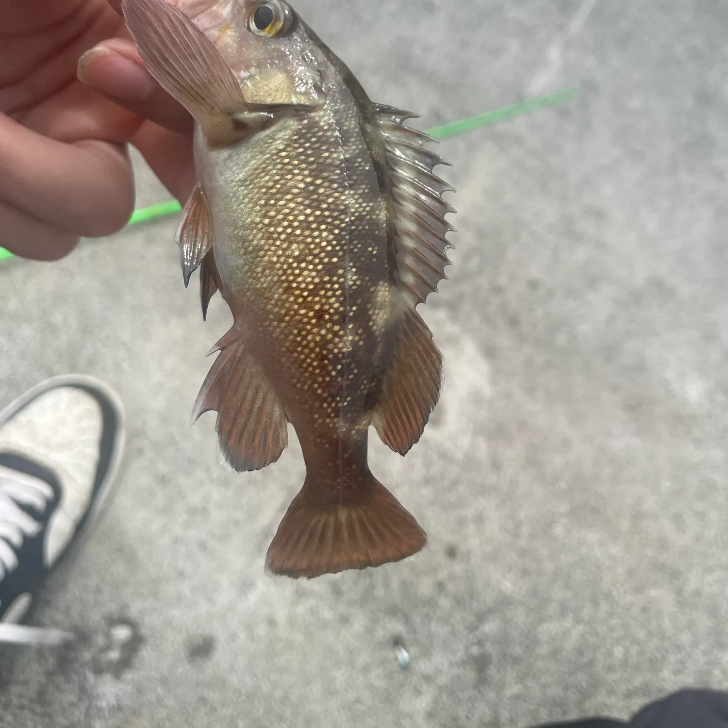 The most recent Japanese white seaperch catches on Fishbrain