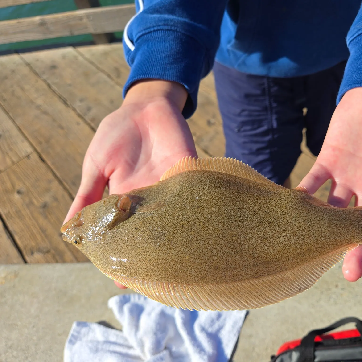 The most recent Pacific sand sole catches on Fishbrain