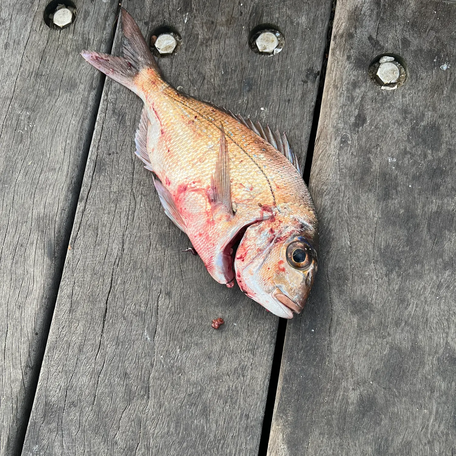 Australasian snapper caught on Fishbrain