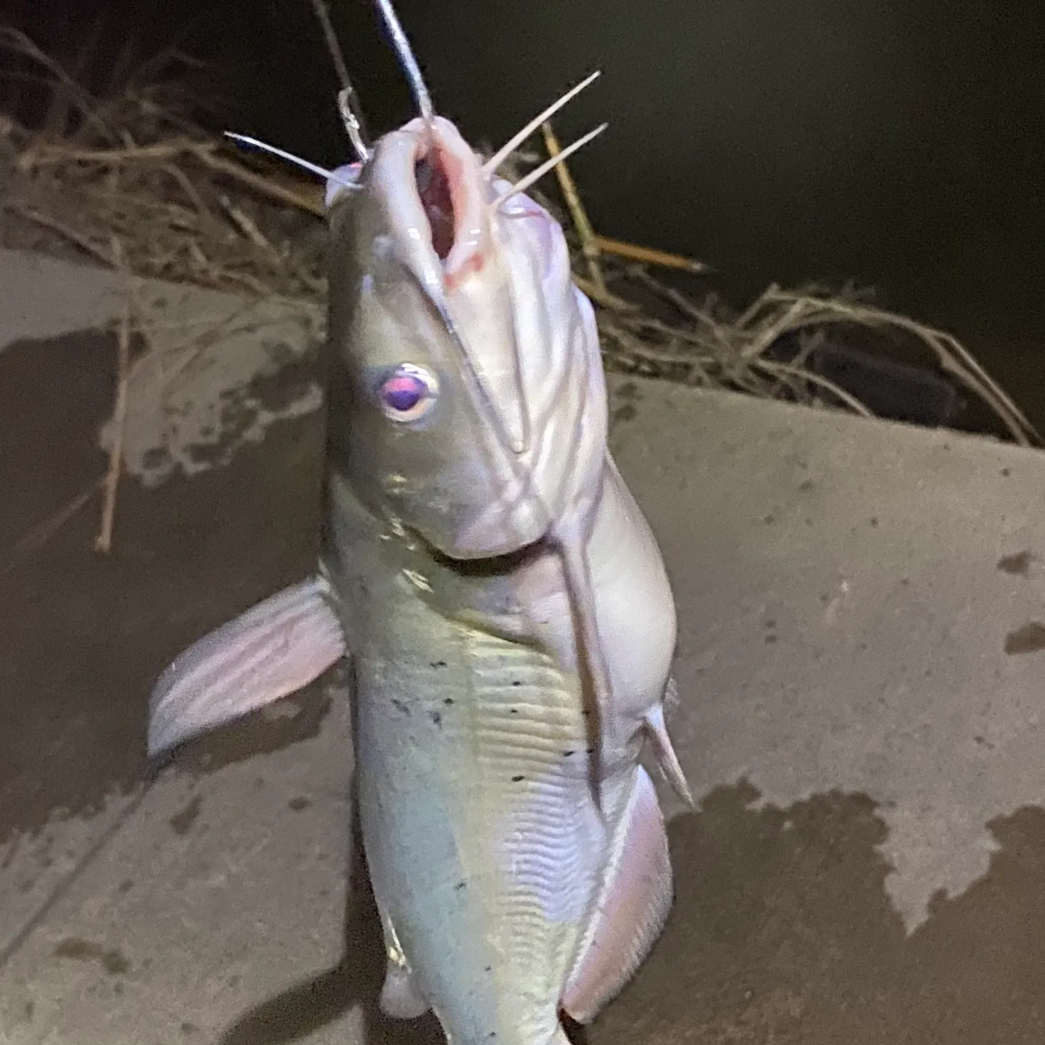 Channel catfish caught on Fishbrain