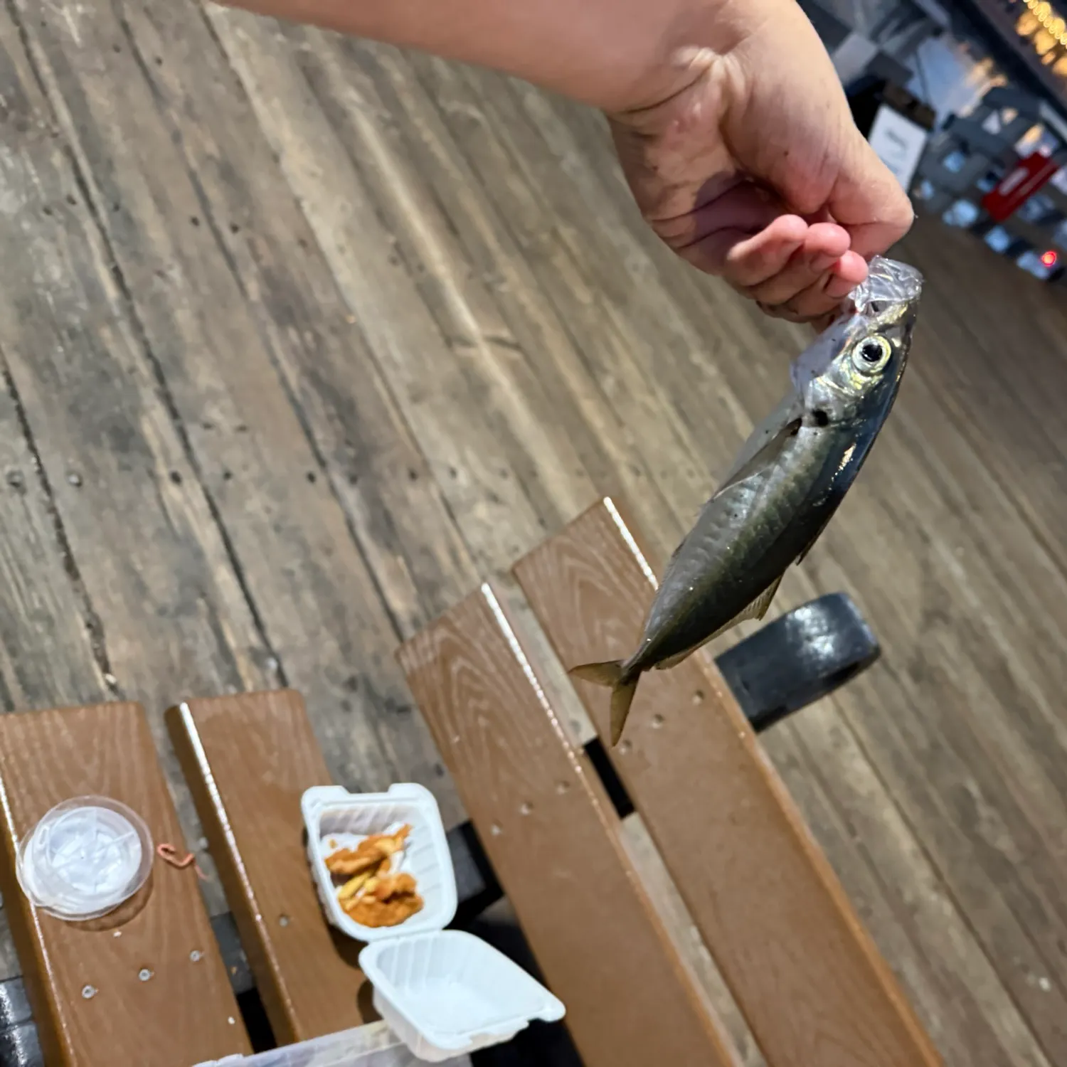 The most recent Pacific jack mackerel catches on Fishbrain