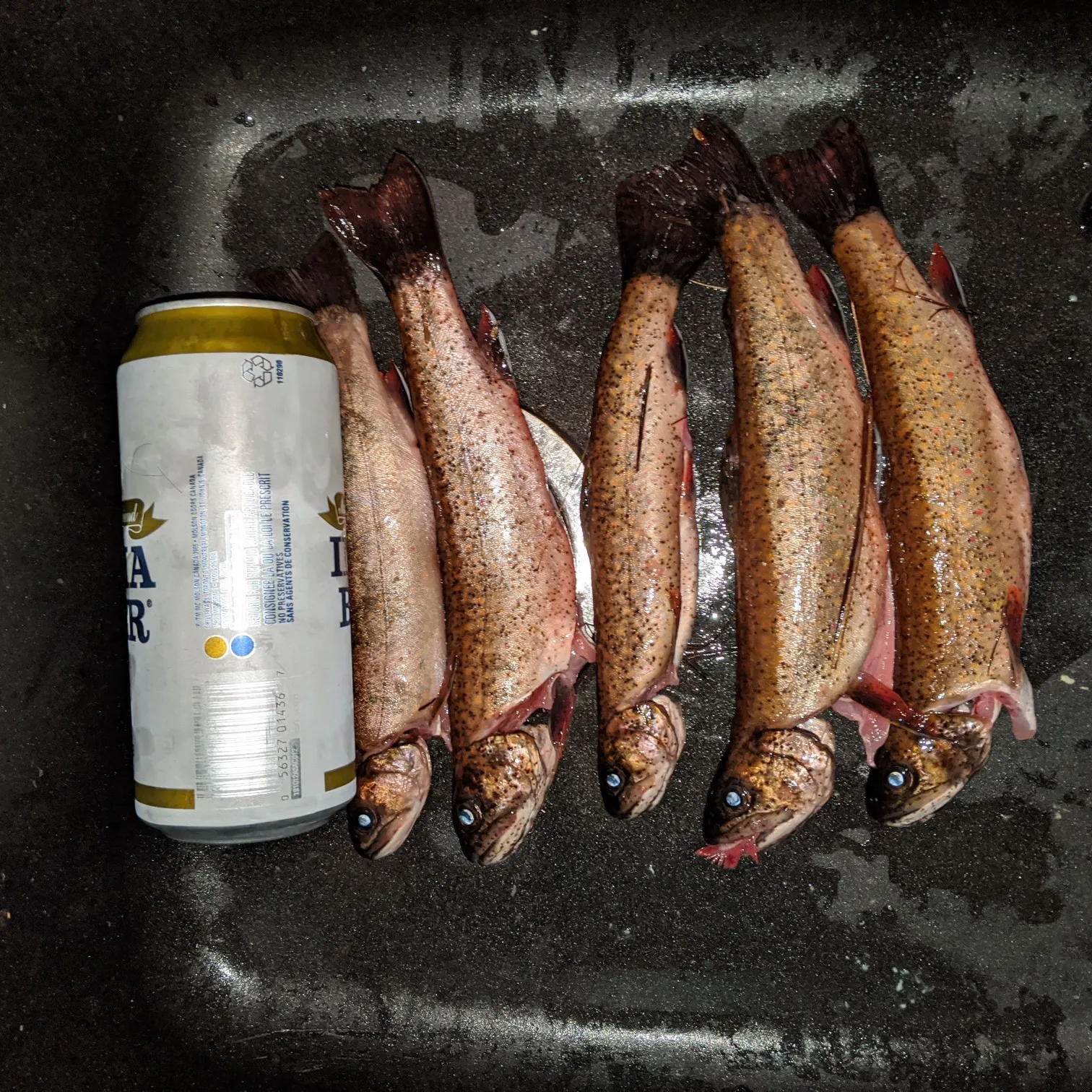 recently logged catches