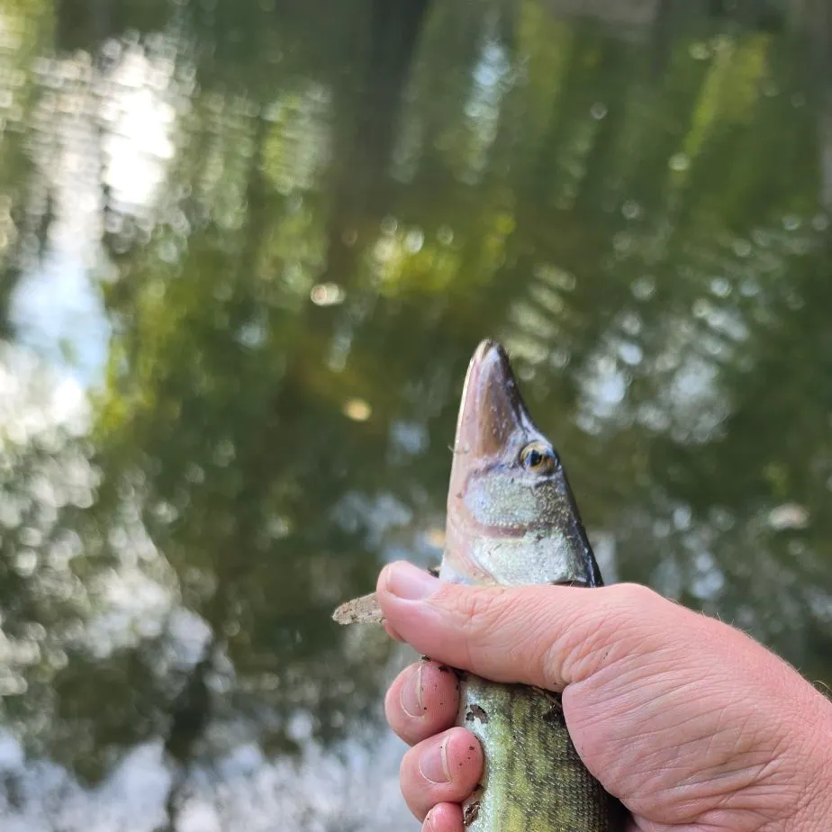 Chain pickerel caught on Fishbrain