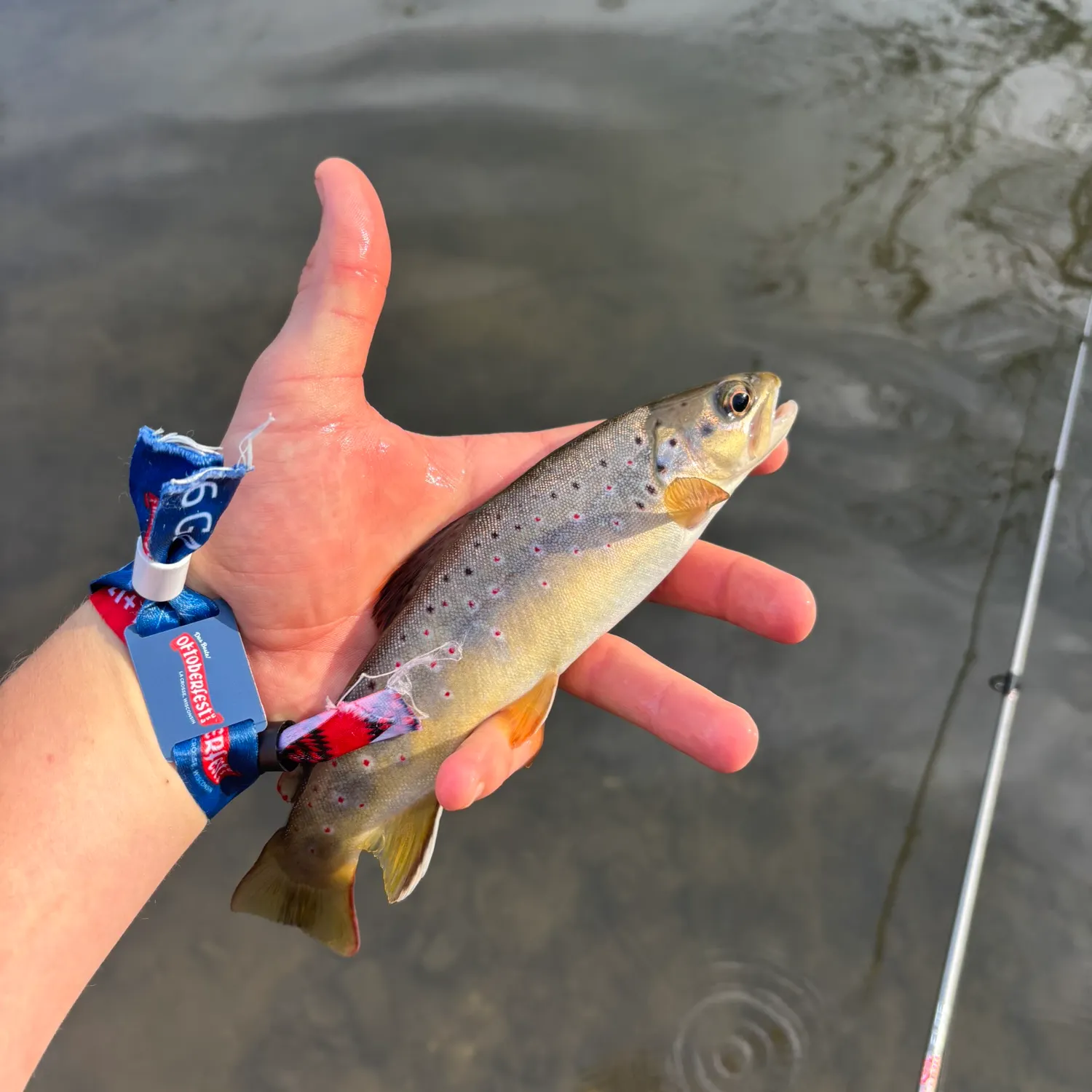 Brown trout caught on Fishbrain