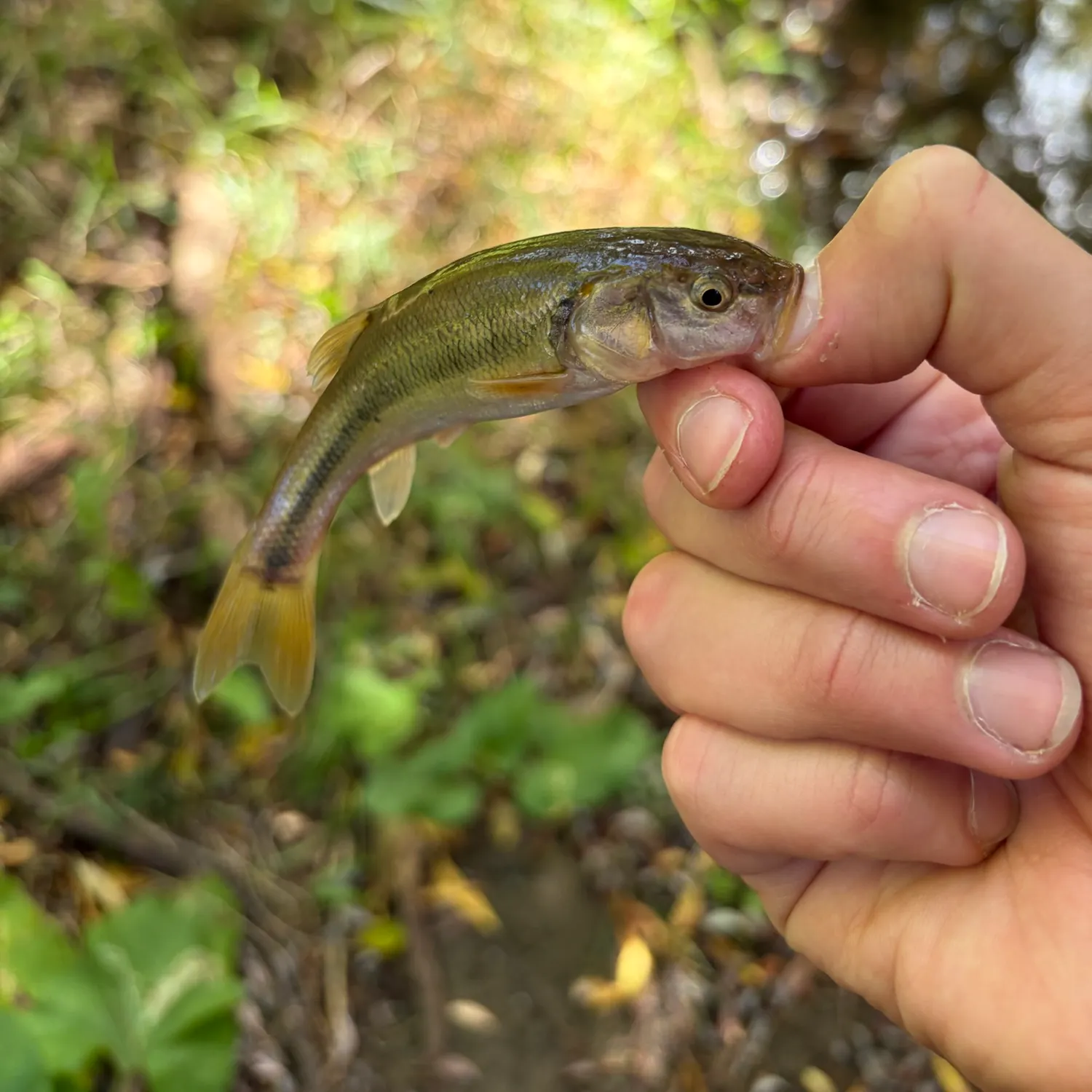 Creek chub caught on Fishbrain