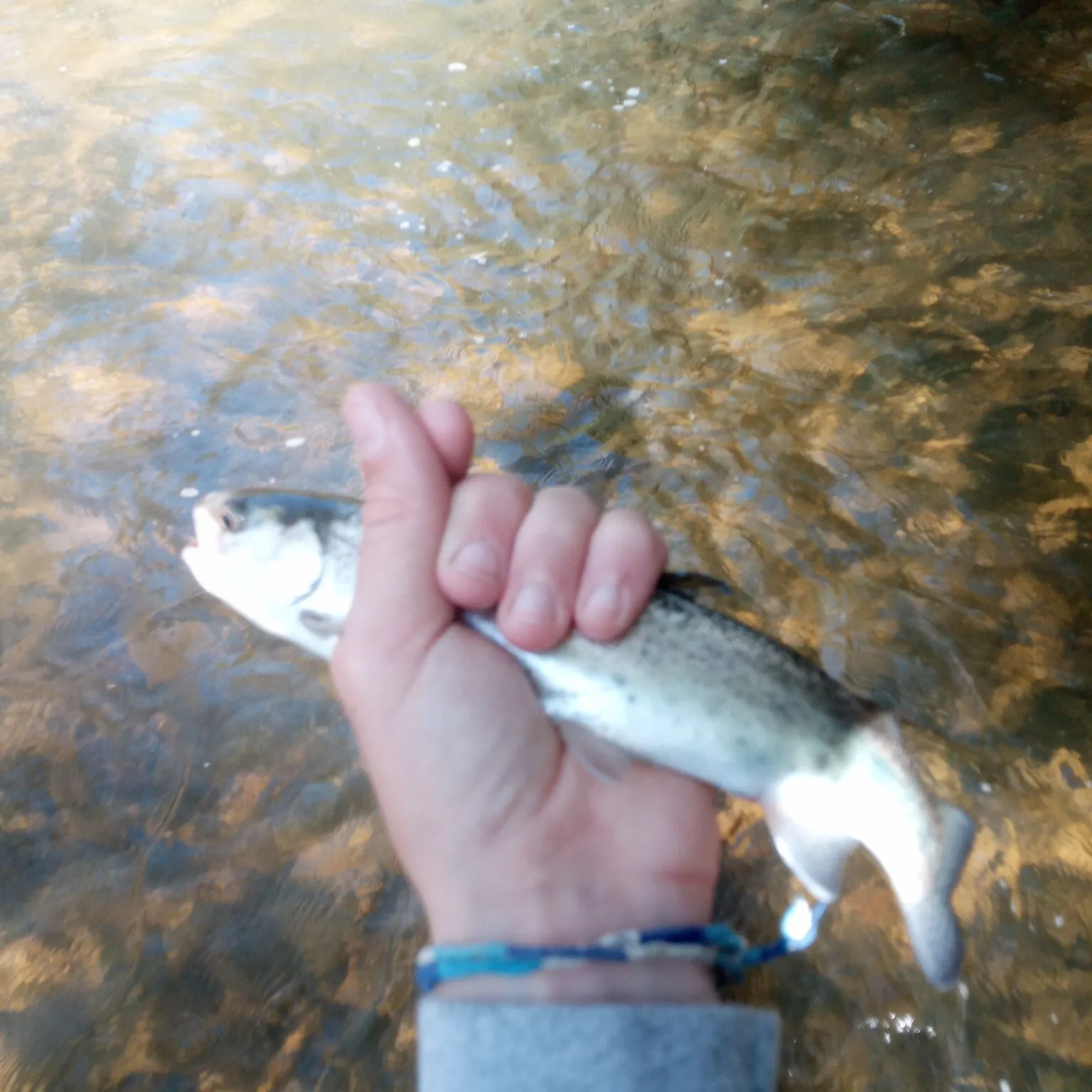 The most recent Steelhead catches on Fishbrain
