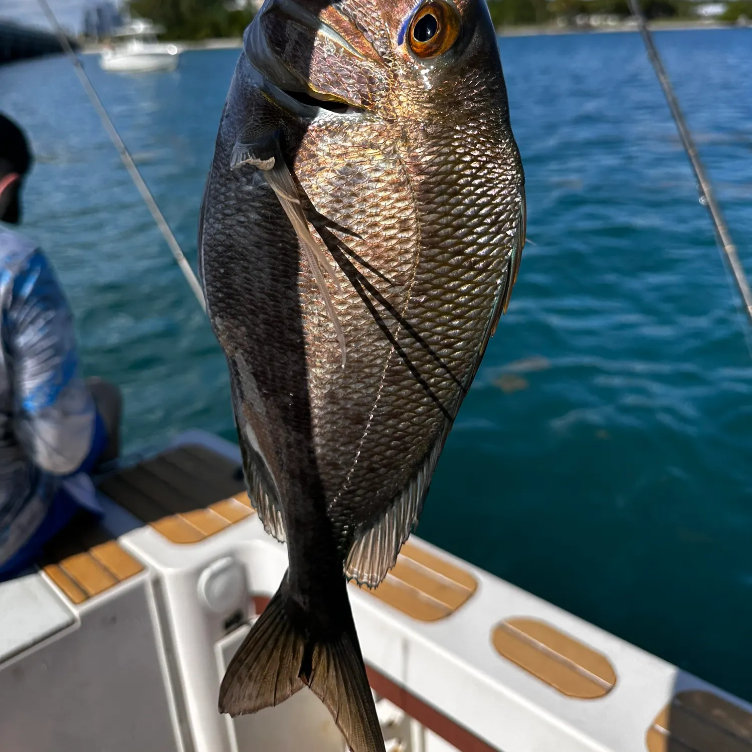 The most recent Scup catches on Fishbrain