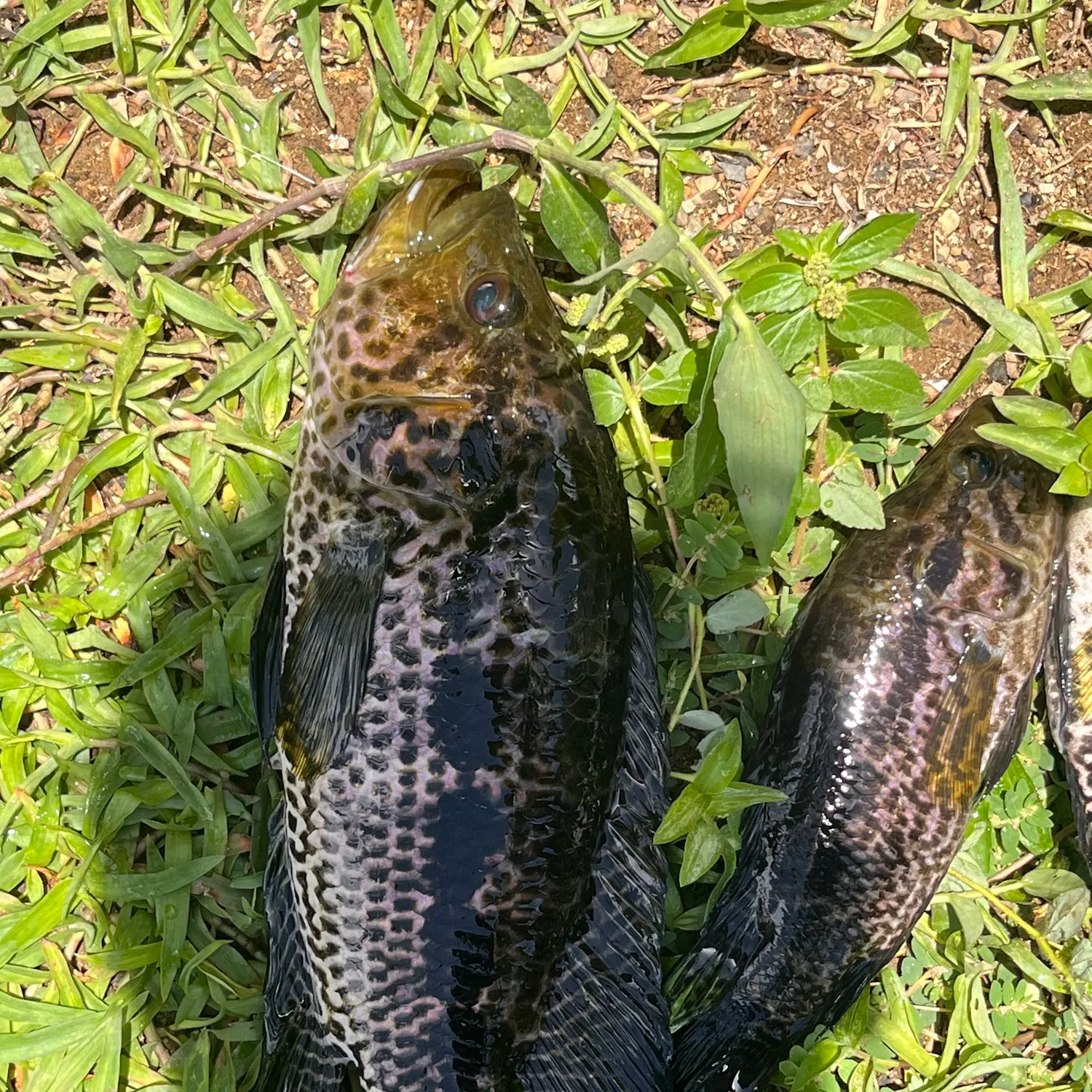 The most recent Jaguar cichlid catches on Fishbrain