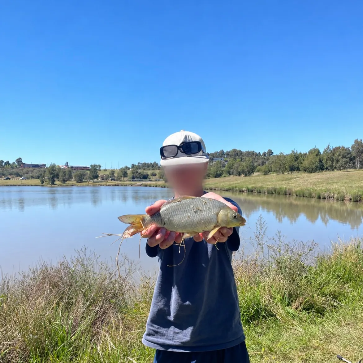 Common carp caught on Fishbrain