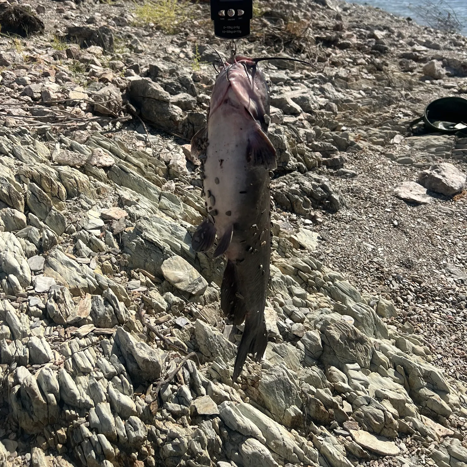 Channel catfish caught on Fishbrain