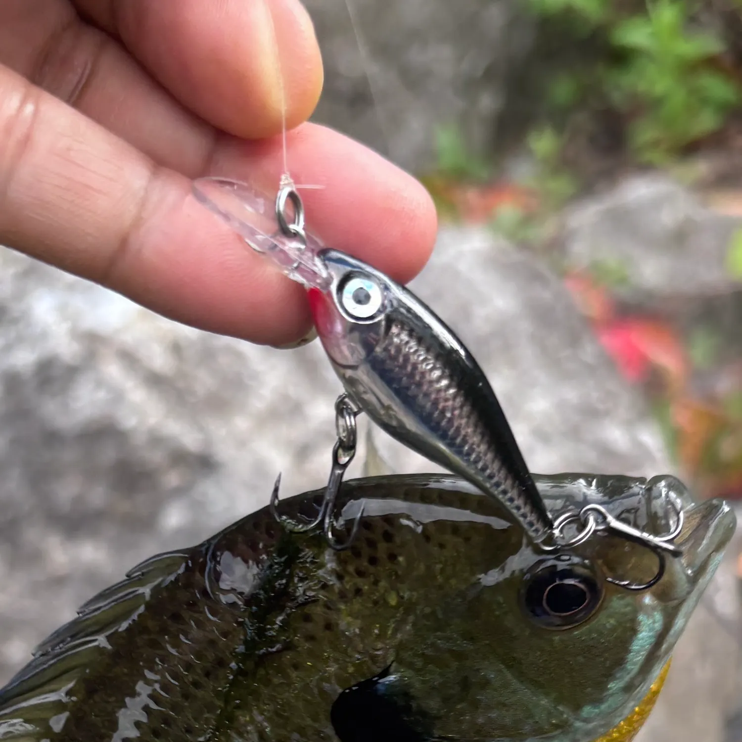 Bluegill caught on Fishbrain