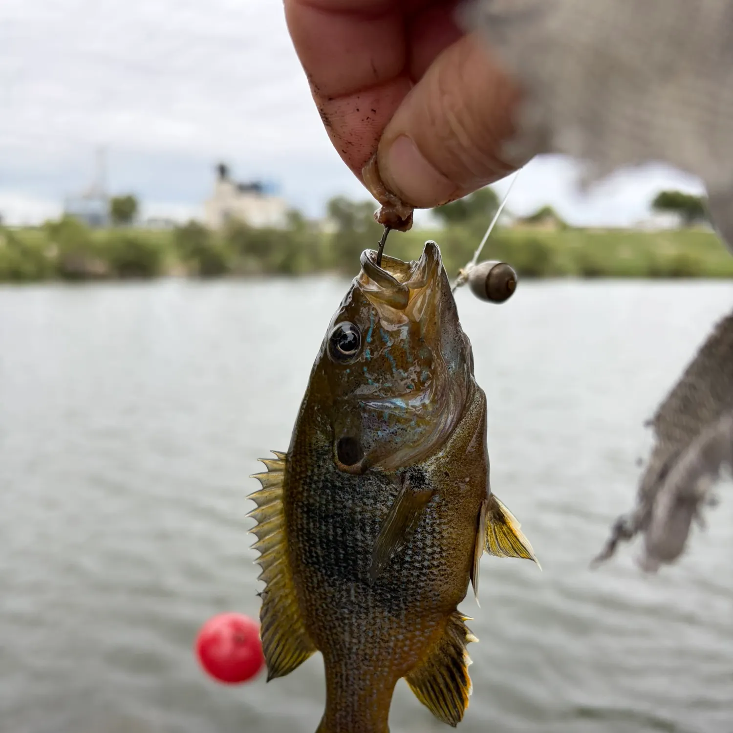 Green sunfish caught on Fishbrain
