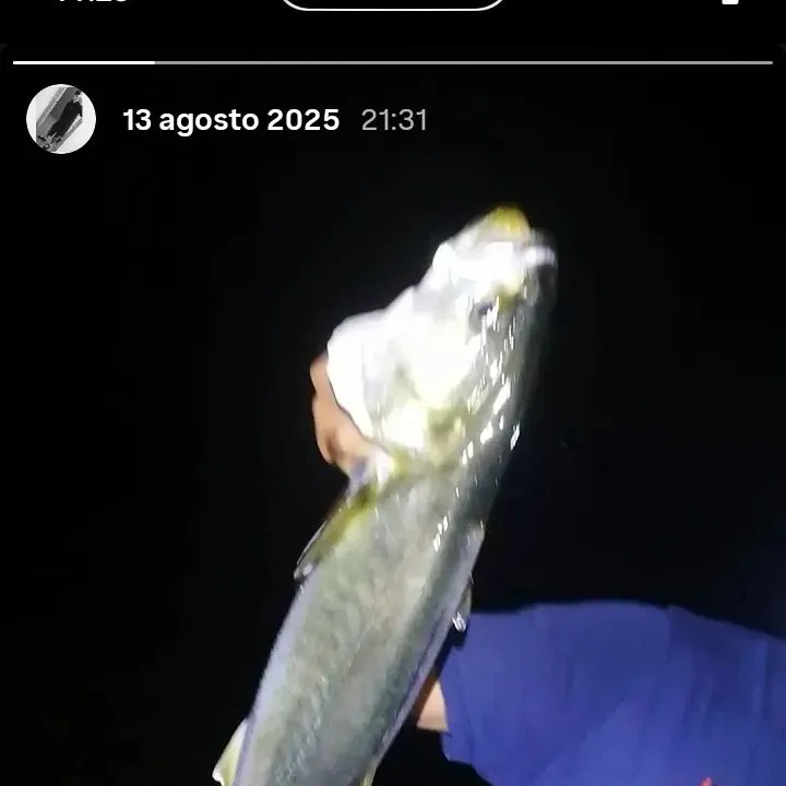 Bluefish caught on Fishbrain