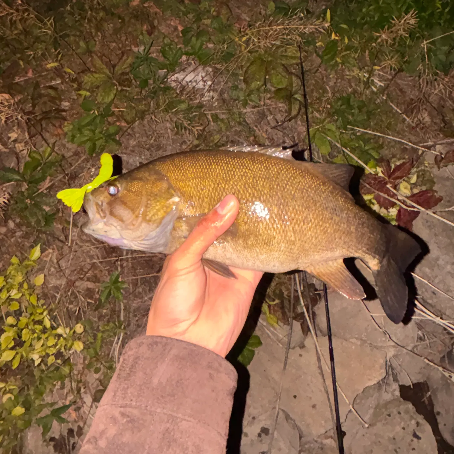 Smallmouth bass caught on Fishbrain